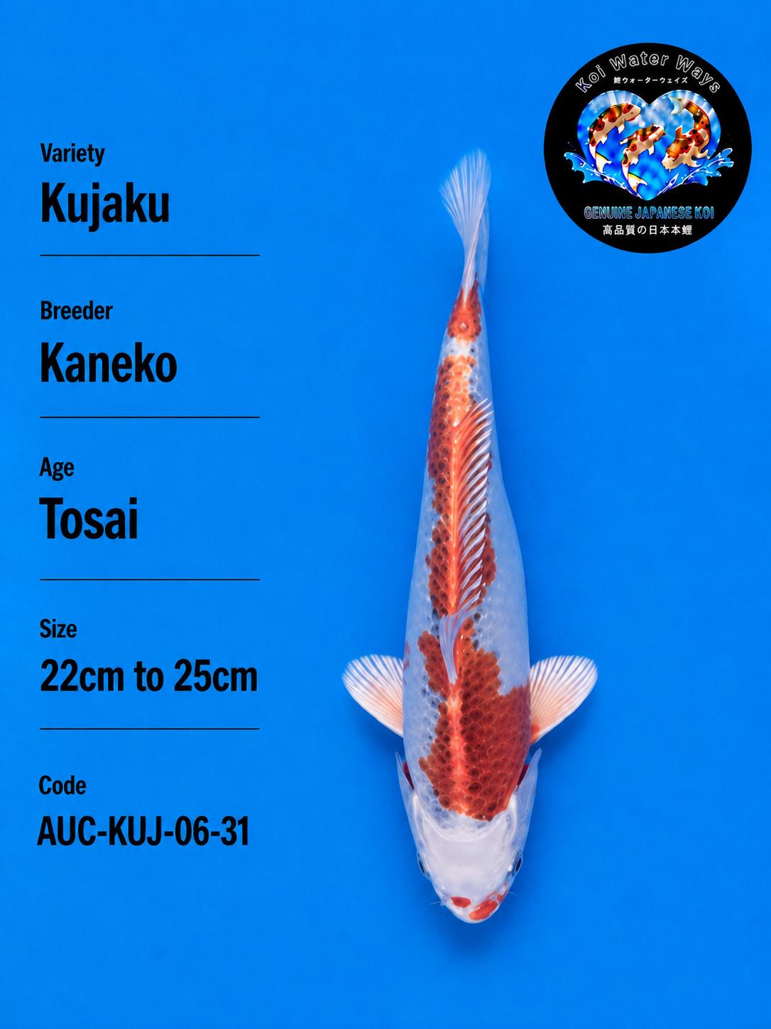 Kujaku 22 to 25cm