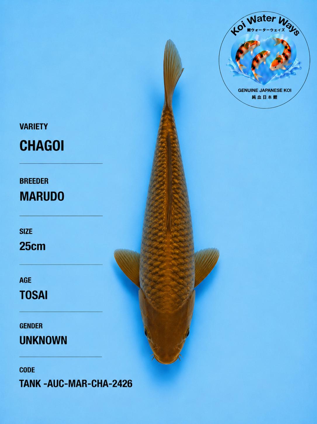 Chagoi 25cm 7.25 to 7.28pm