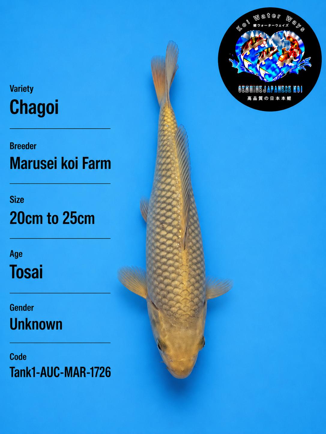 Chagoi 20 to 25cm Start 7.14pm