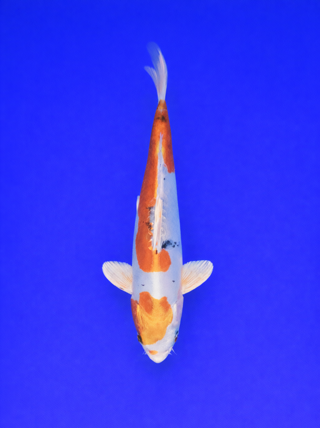 Doitsu Sanke Koi 30 to 35cm