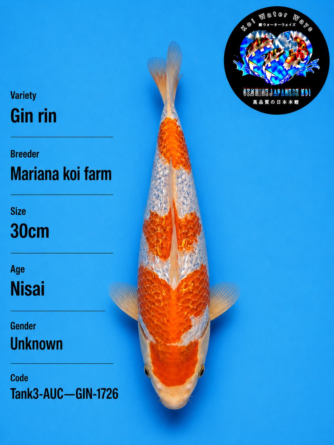 GIN Rin Kohaku 30cm Nisai Start Time 7.30pm