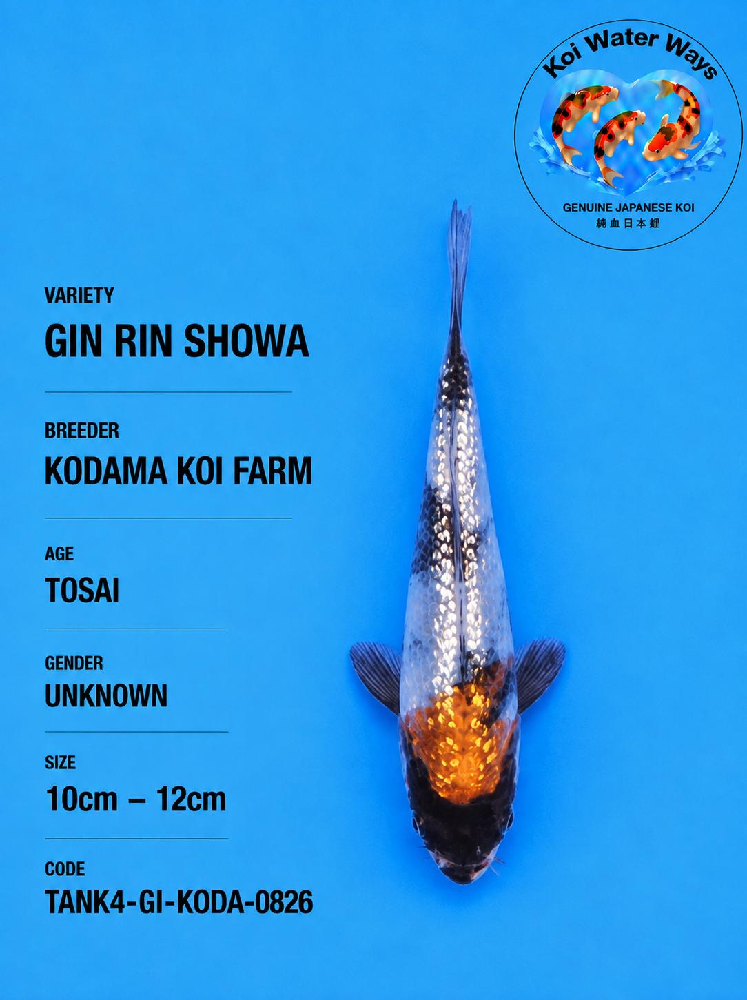 Gin Rin Showa 10 to 12cm 8.20 to 823pm number 5