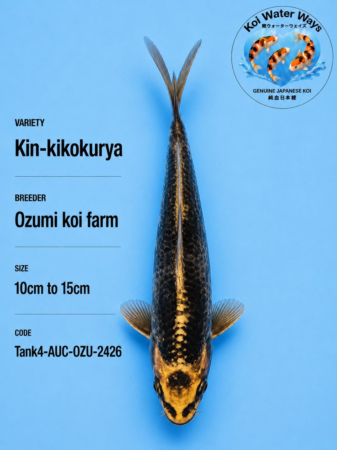 Kin Kikokurya 10cm 7.00 to 7.03pm