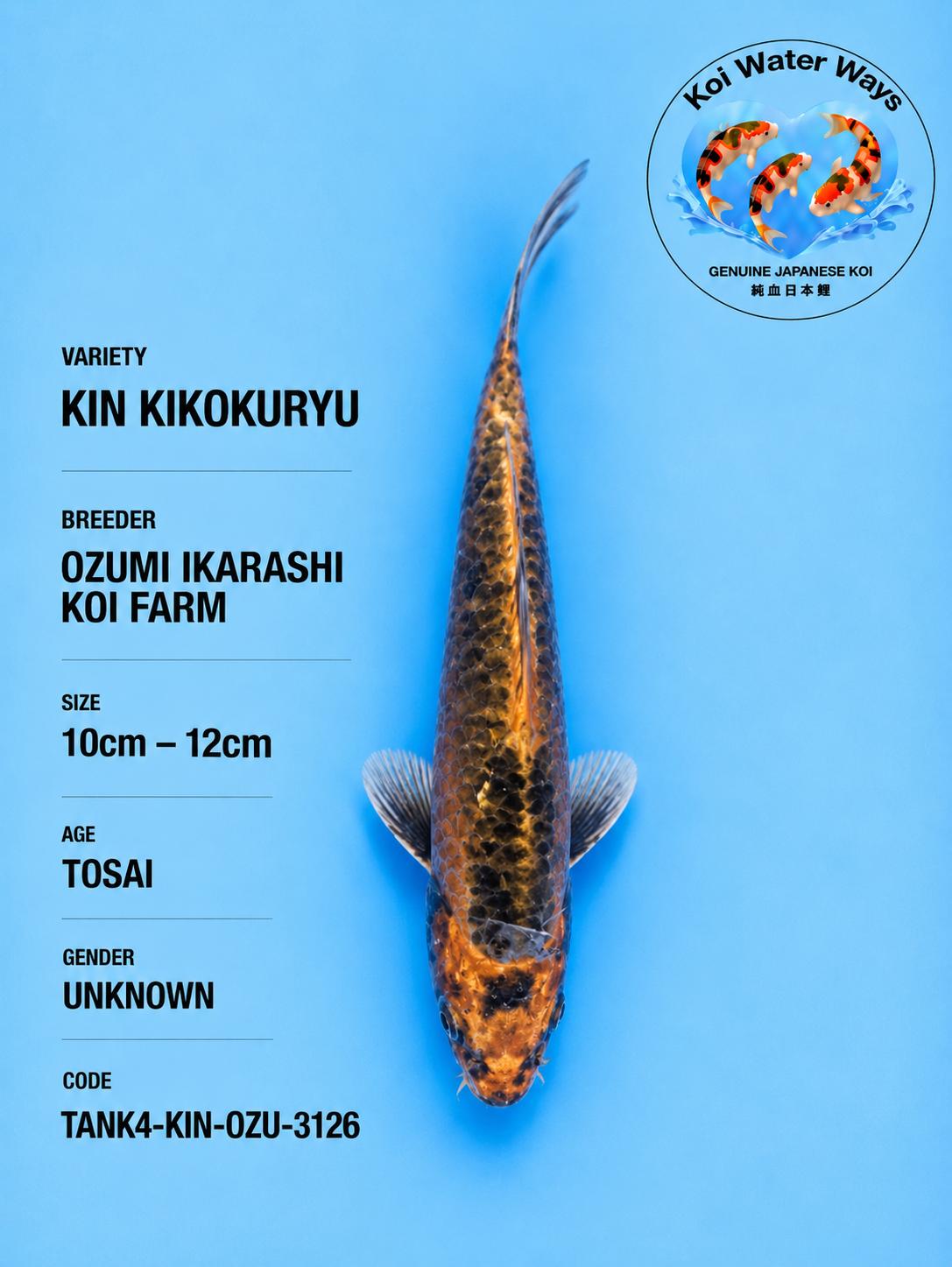 Kin Kikokuryu 10 to 12cm start 7.11 to 7.14pm