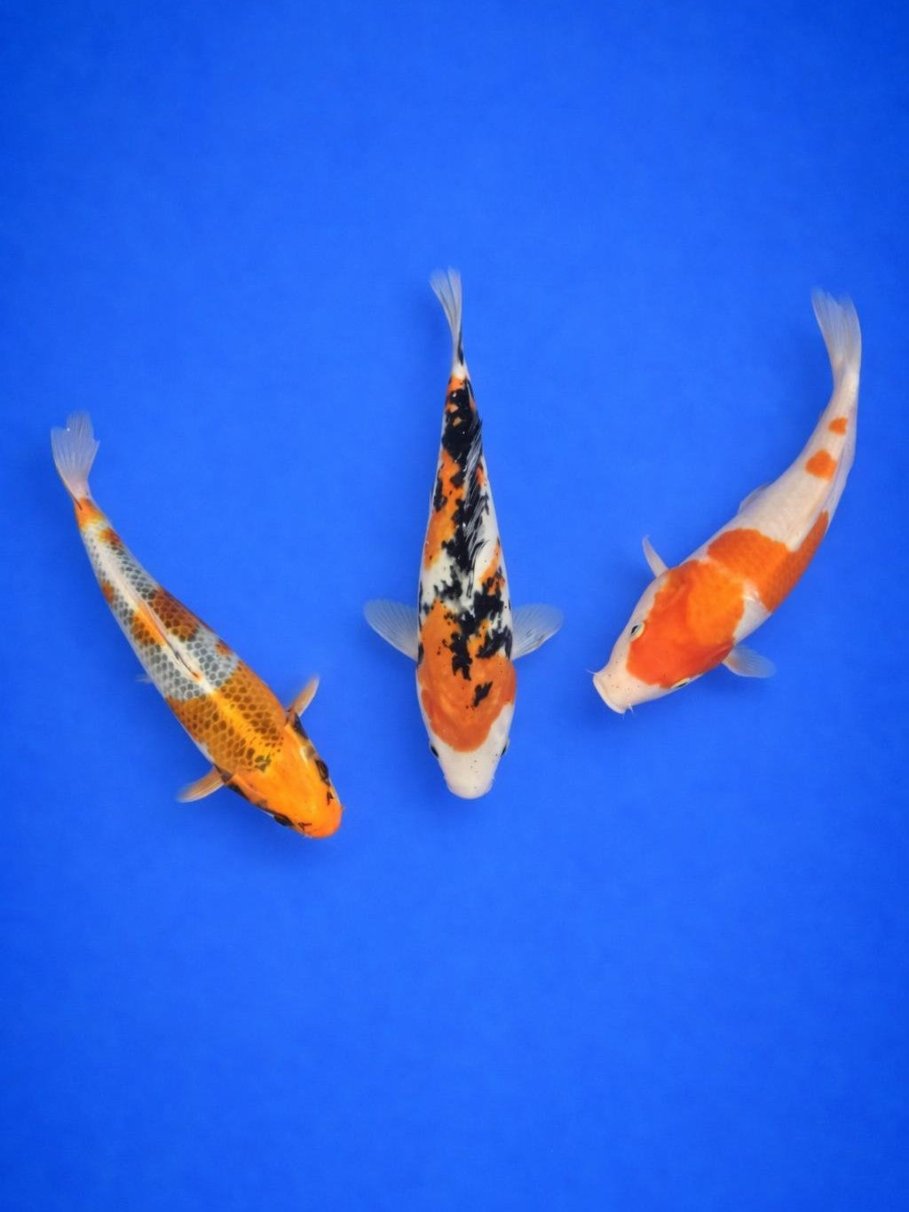 Three Koi for sale
