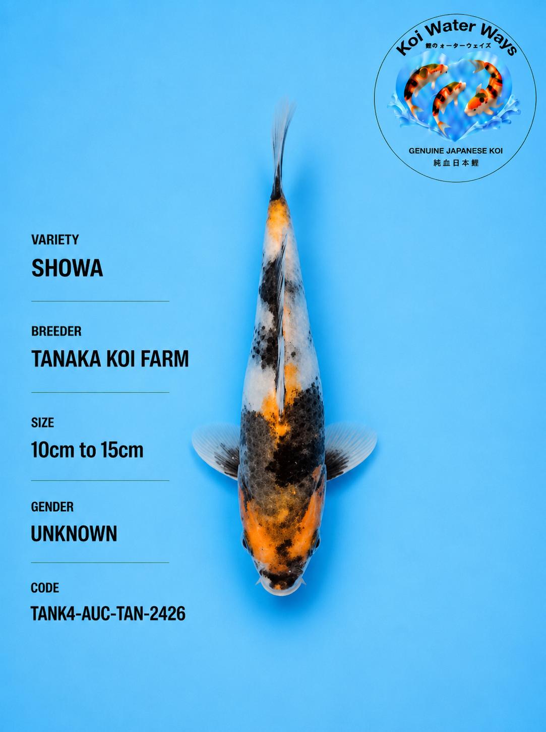 showa 10 to 15cm 7.35 to 7.38pm