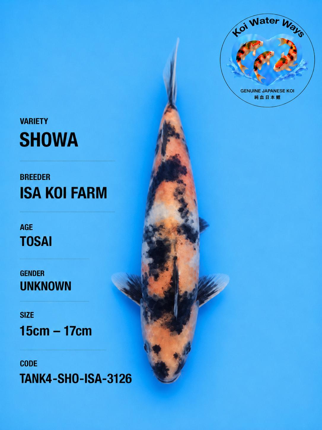 Showa 15 to 17cm Start 7.21 to 7.24pm