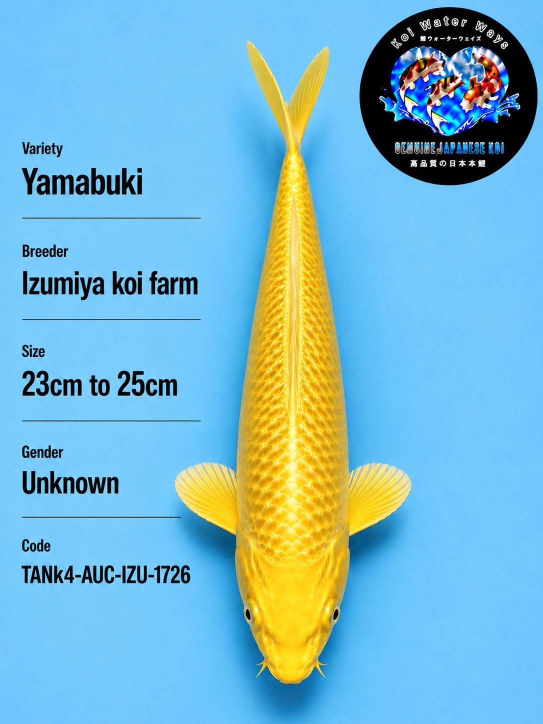 Yamabuki 23 to 25cm starts 7.22pm
