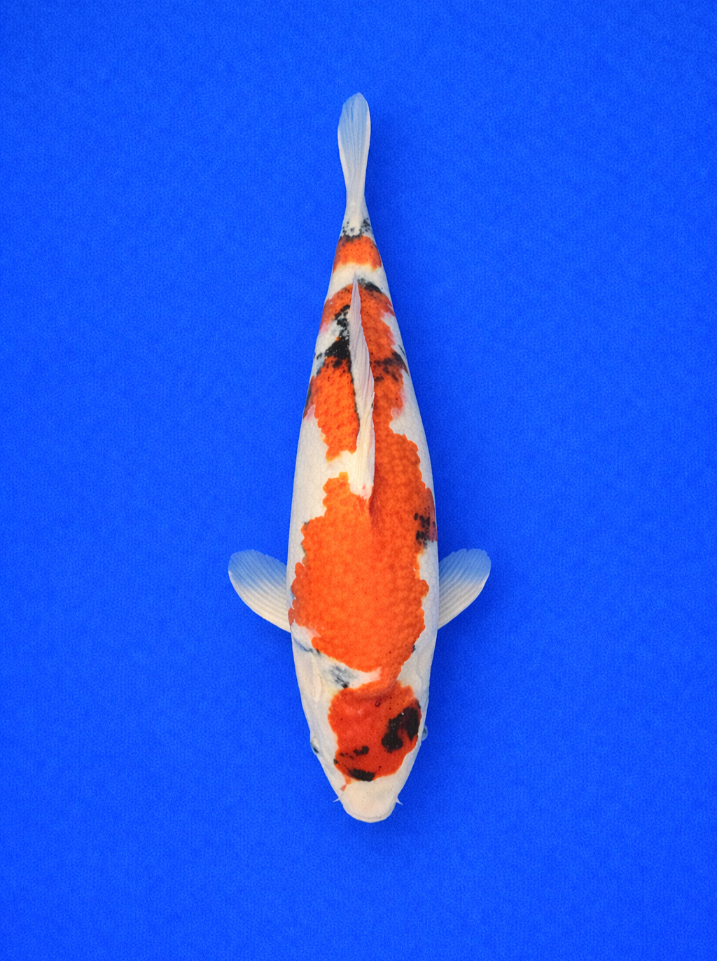 Taisho Sanke Koi 35 to 40cm