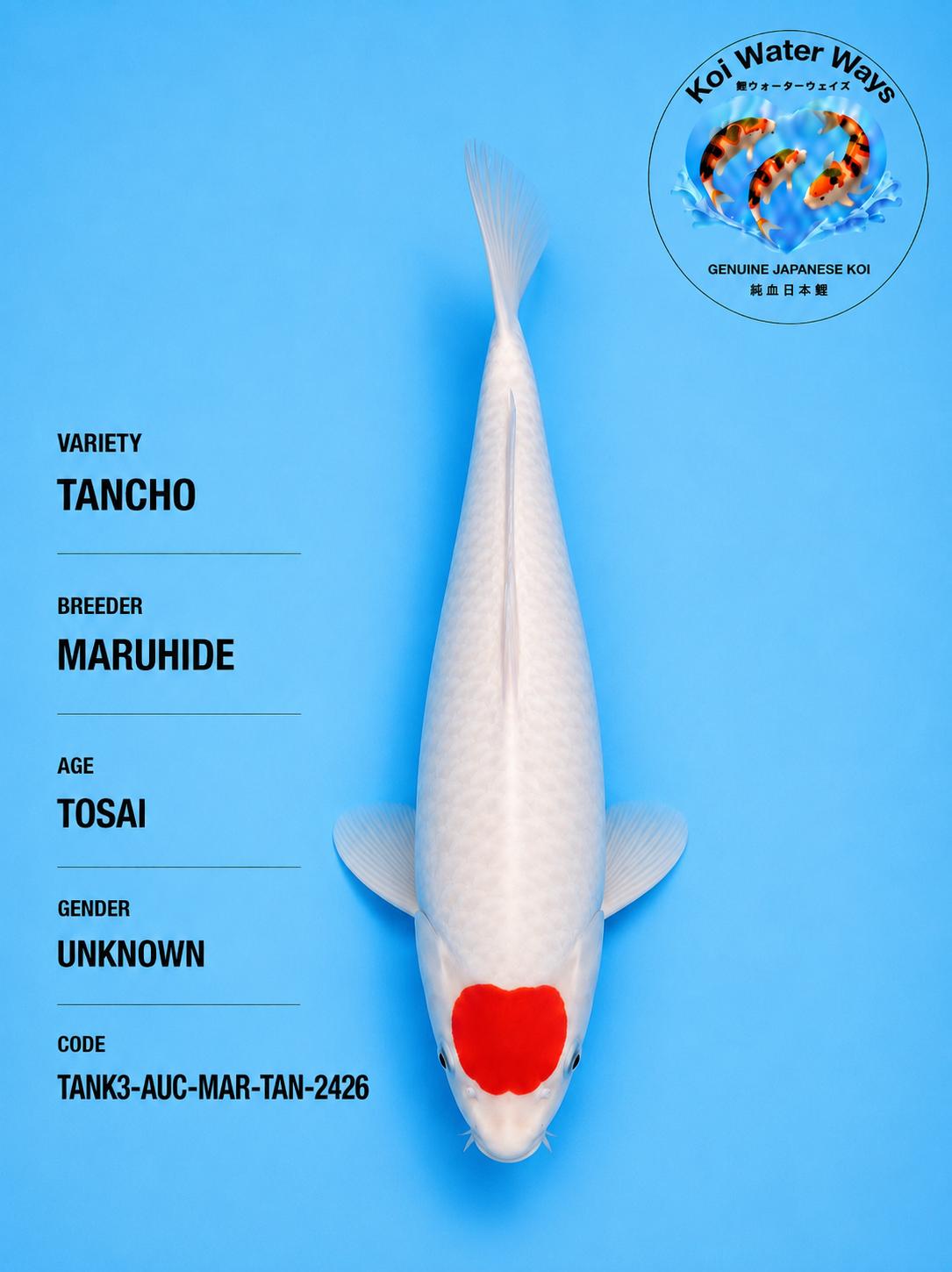 Tancho 25 to 30cm start 7.30pm to 7.33pm