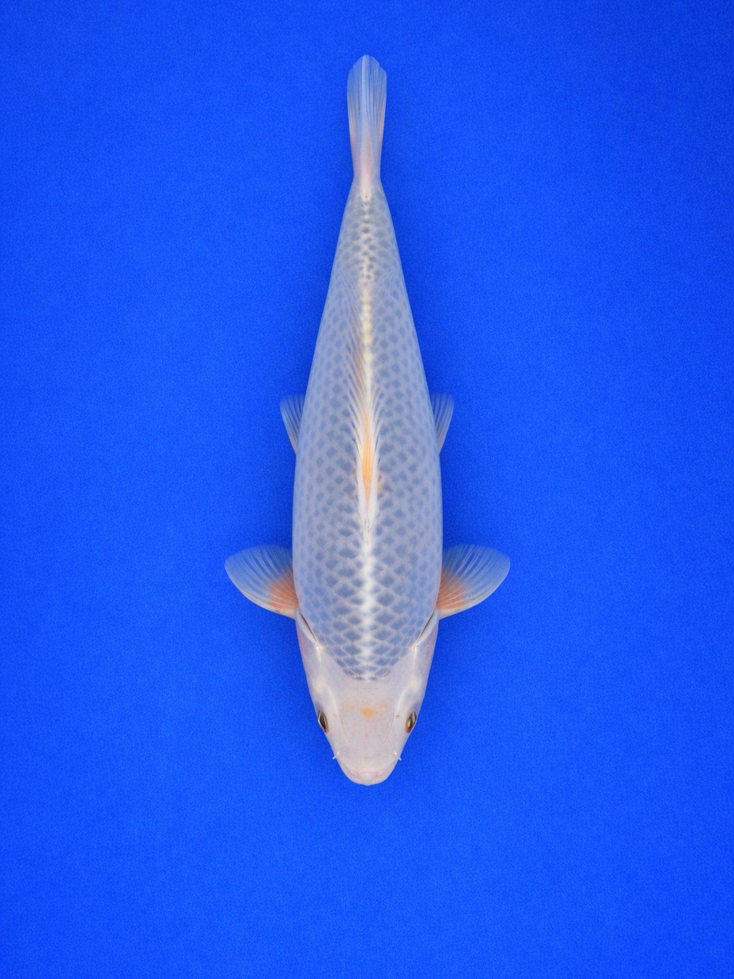 Asagi Koi 35 to 40cm