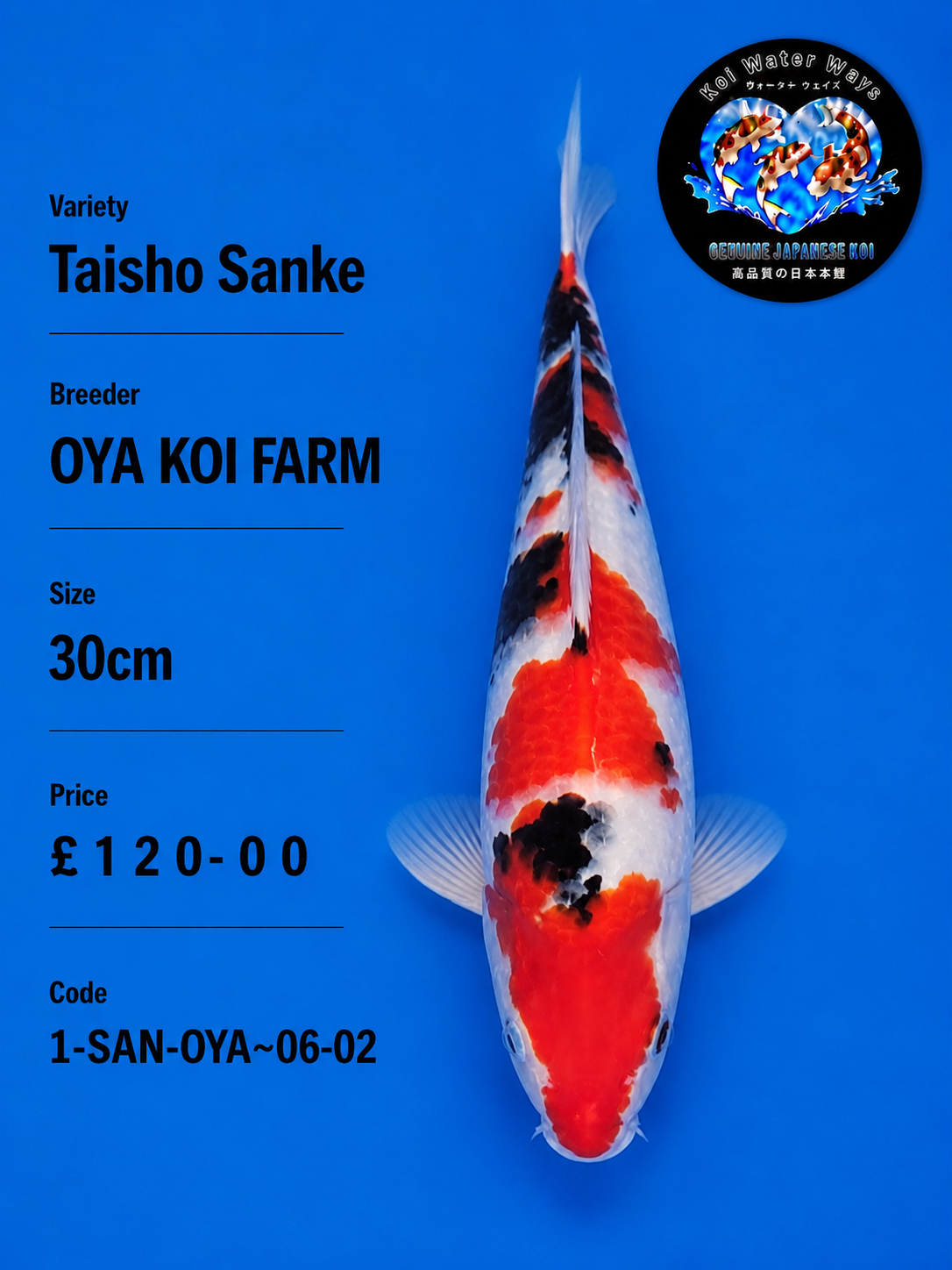 Taisho Sanke  KOI 30CM TO 35CM