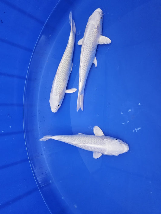 Platinum Ogons Koi all three