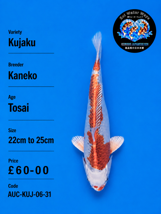 KUJAKU KOI FISH