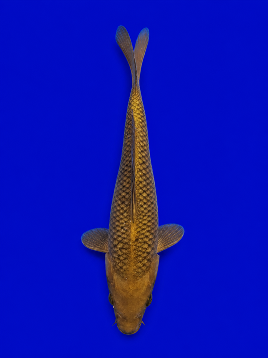 CHAGOI TOSAI KANNO 15CM TO 20CM