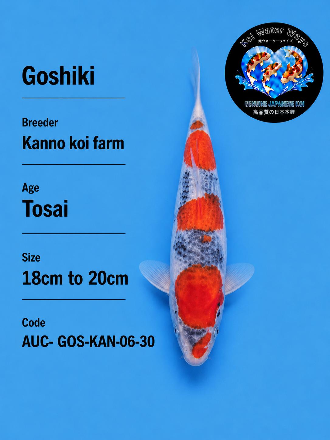 Goshiki 18 to 20cm Tosai.