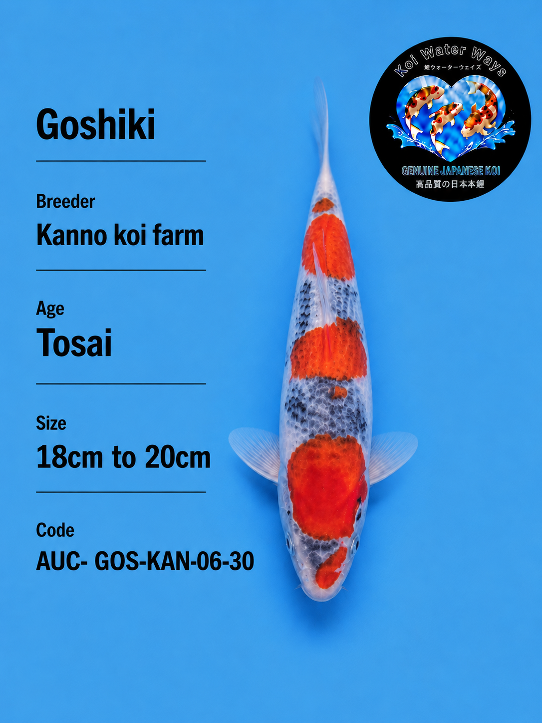 goshiki koi fish Kanno koi farm