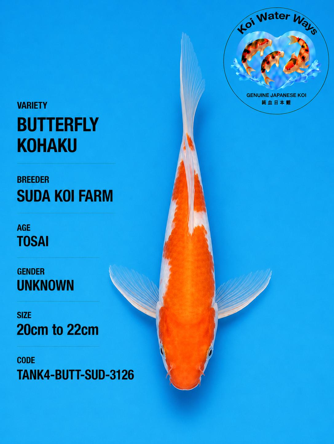 Butterfly KoHaku Suda Koi 22cm 19.37 to 19.40pm
