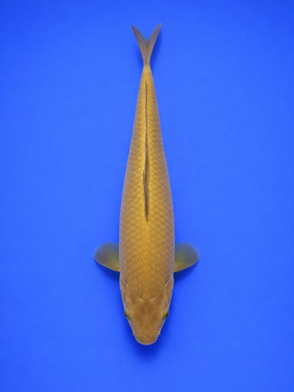 Chagoi Koi 15 to 20cm