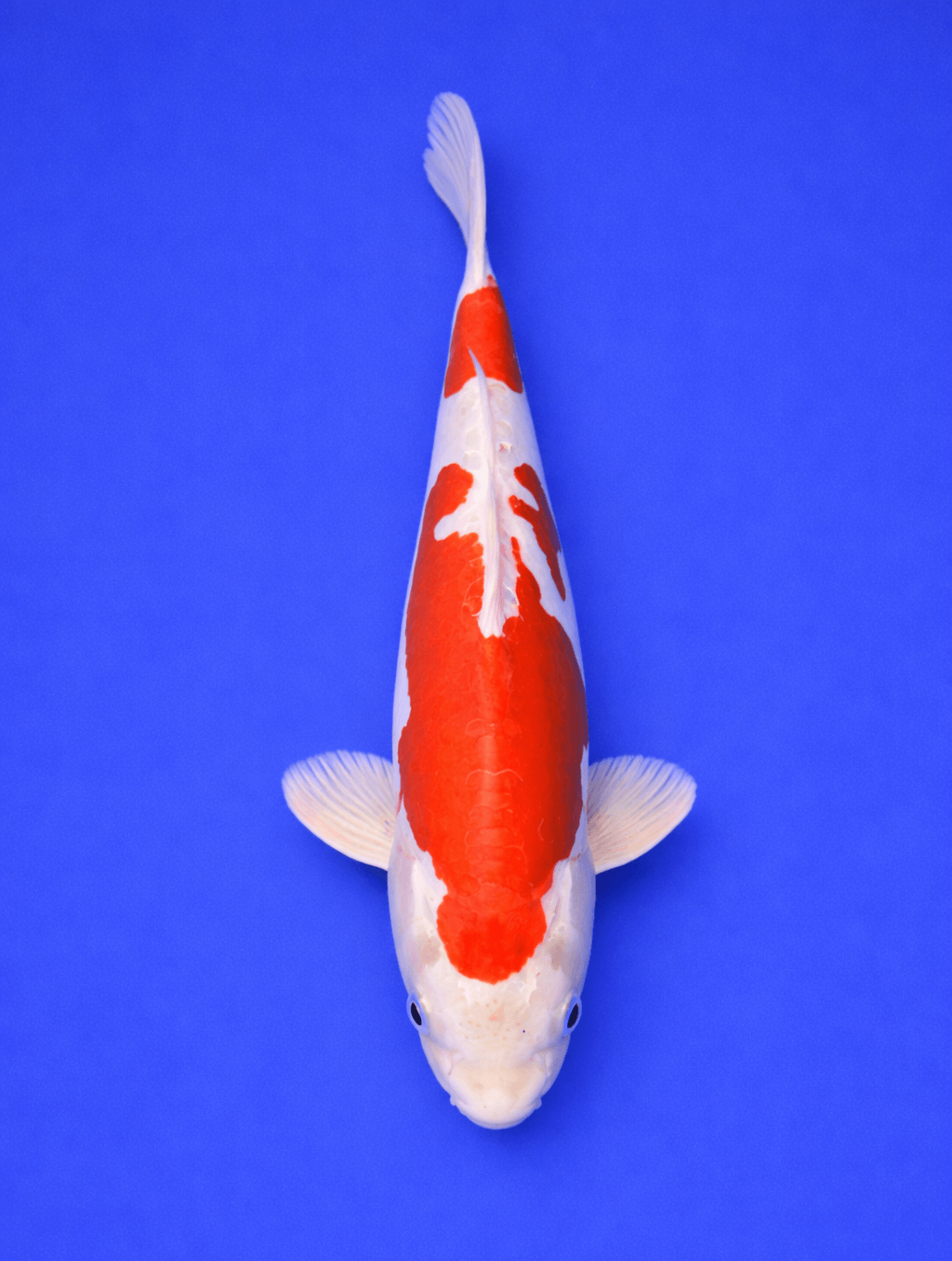 Doitsu kohaku 30-35cm