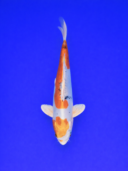 Doitsu Sanke Koi 30 to 35cm