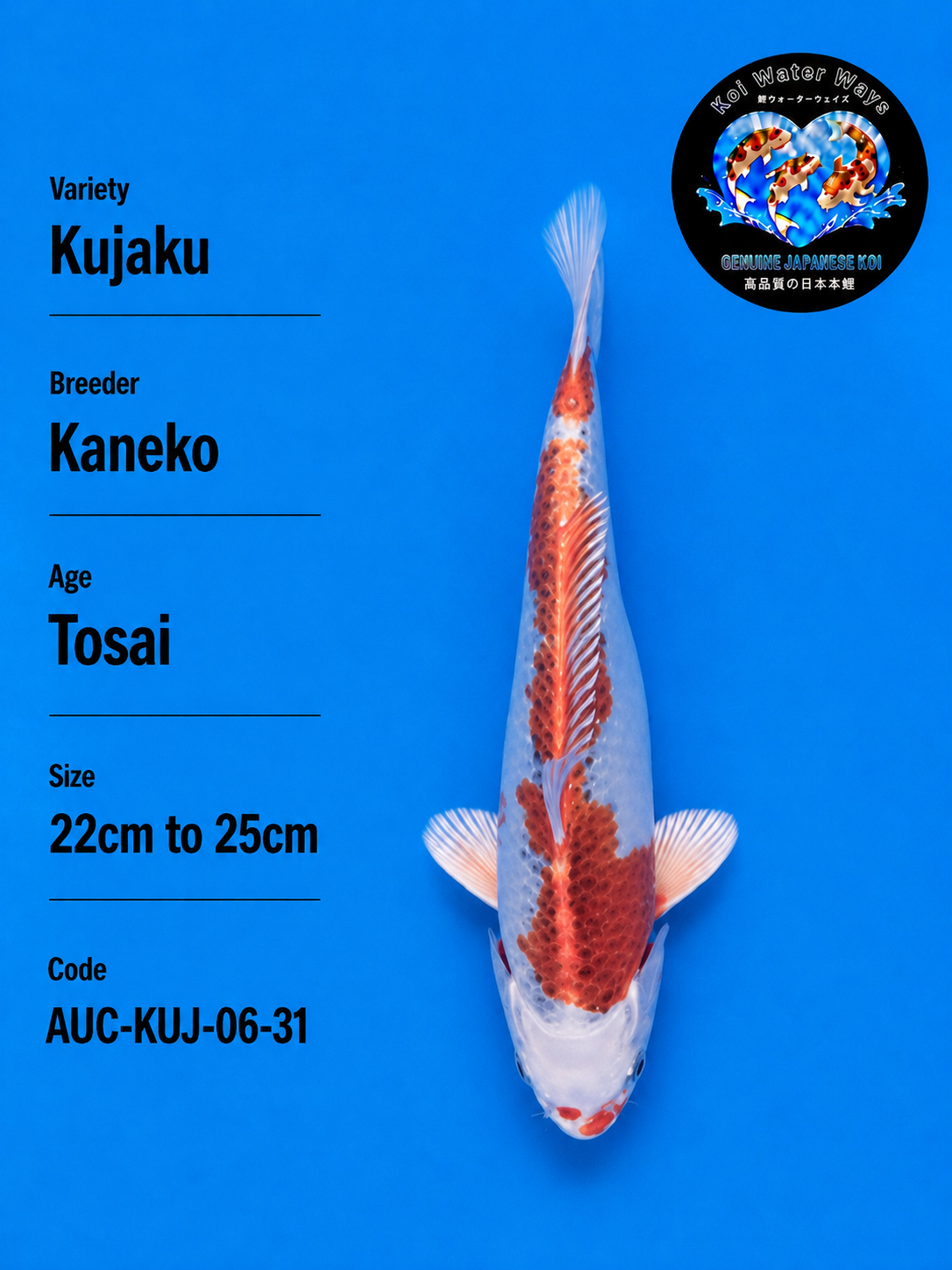 KUJAKU KOI FISH
