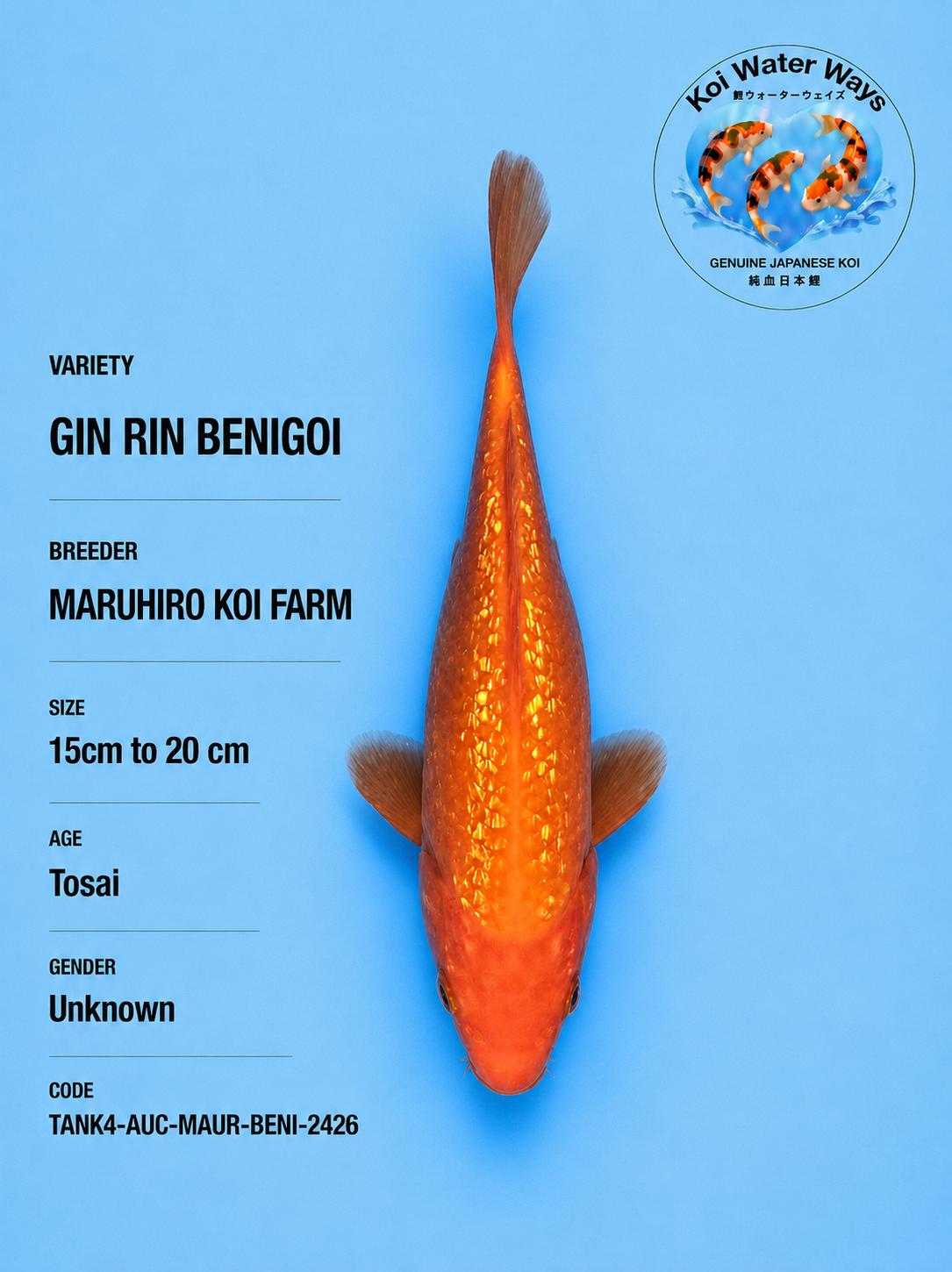 Gin Rin Benigoi 15 to 20cm 7.15 to 7.18pm