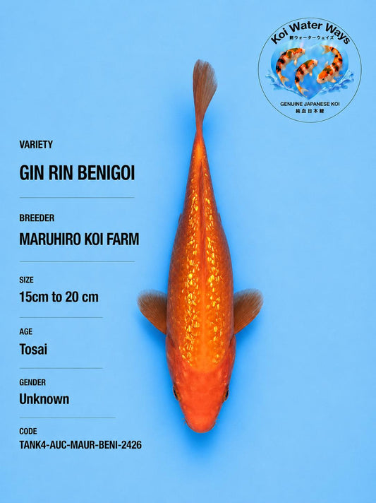Gin Rin Benigoi 15 to 20cm 7.15 to 7.18pm