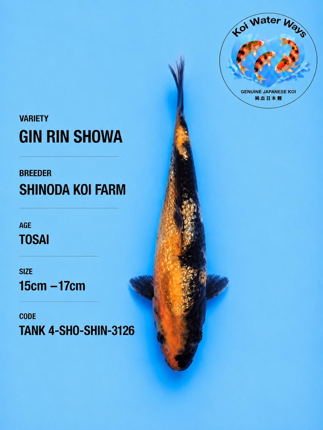 Gin Rin Showa 15 to 17cm 7.27 to 7.30pm