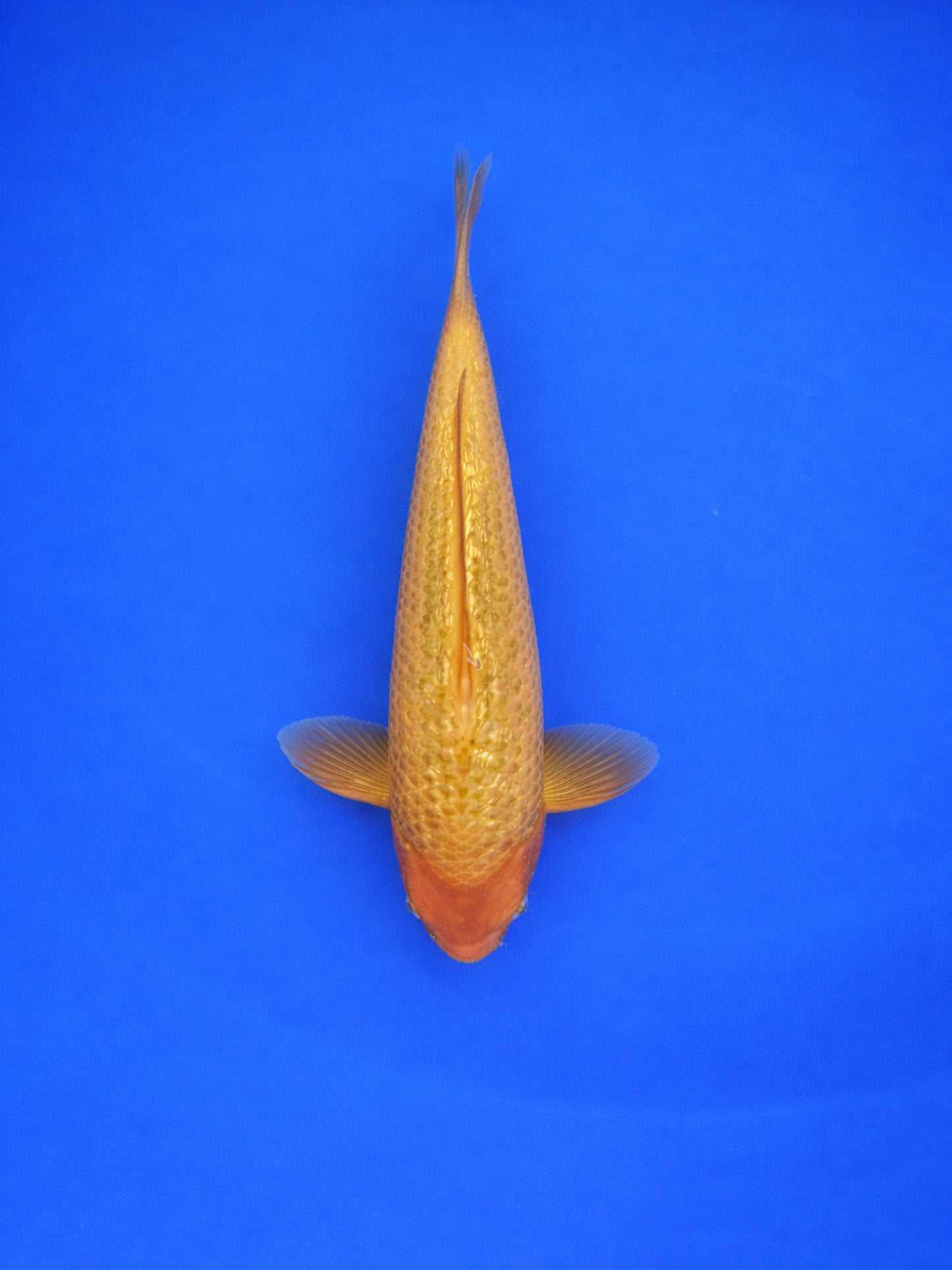 Golden Corn - 30cm