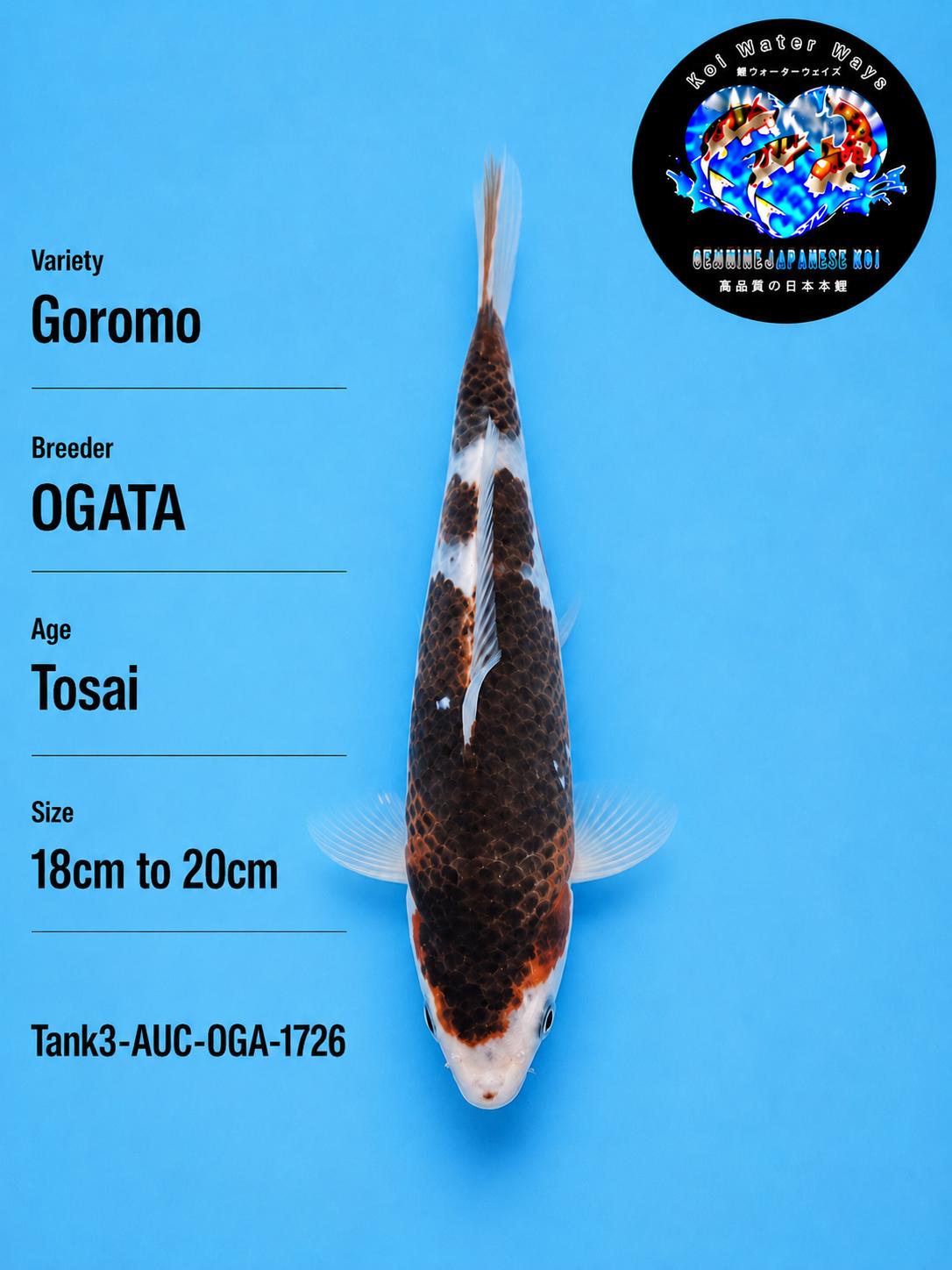 Goromo 20cm start 7.08pm