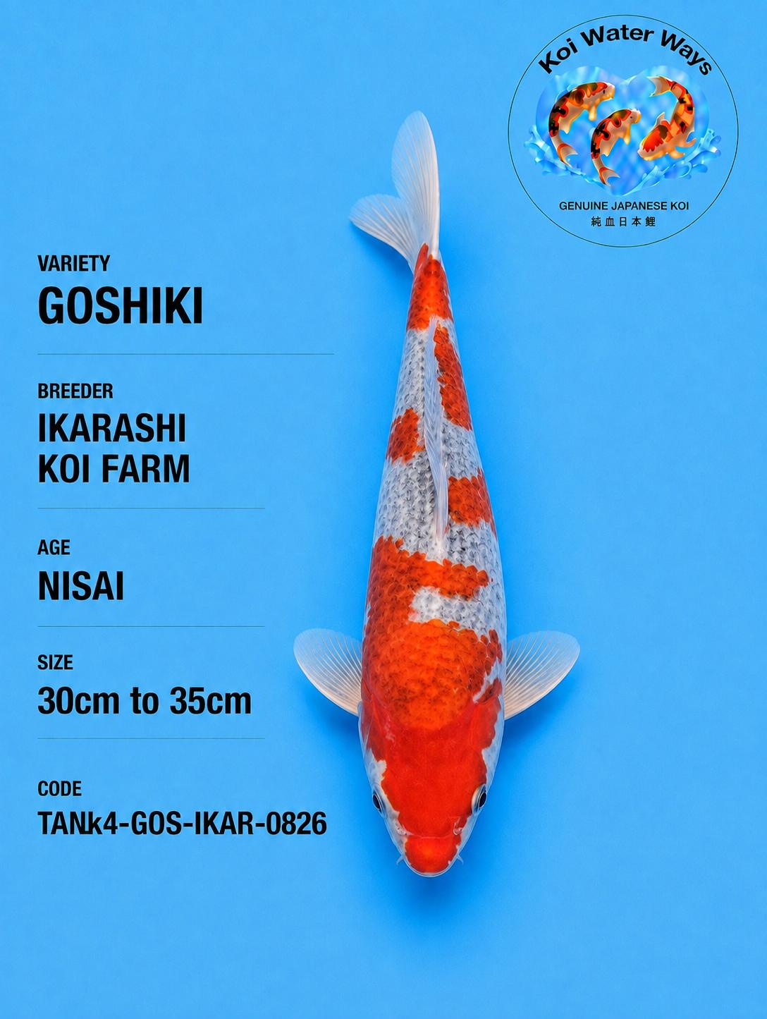 Goshiki    size  30 to 35cm Final Auction Start 8.45 to 8.48pm number 10