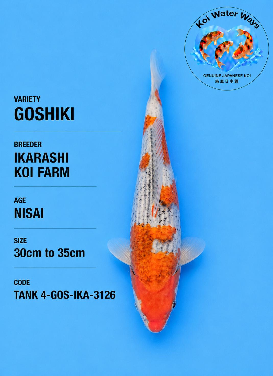 Goshiki 35cm start time 7.46 to 7.49