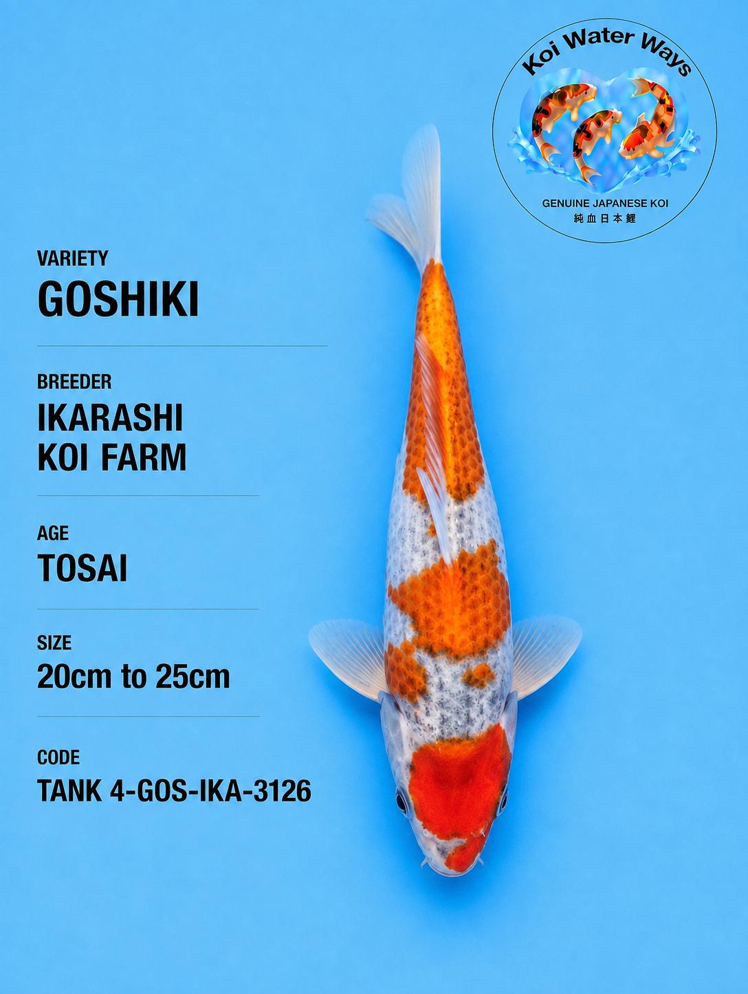 Gashiki 20 to 25cm 8.30 to 8.33pm number 7