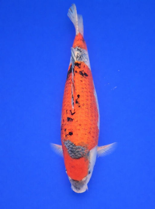 Goshiki Sanke - 55cm