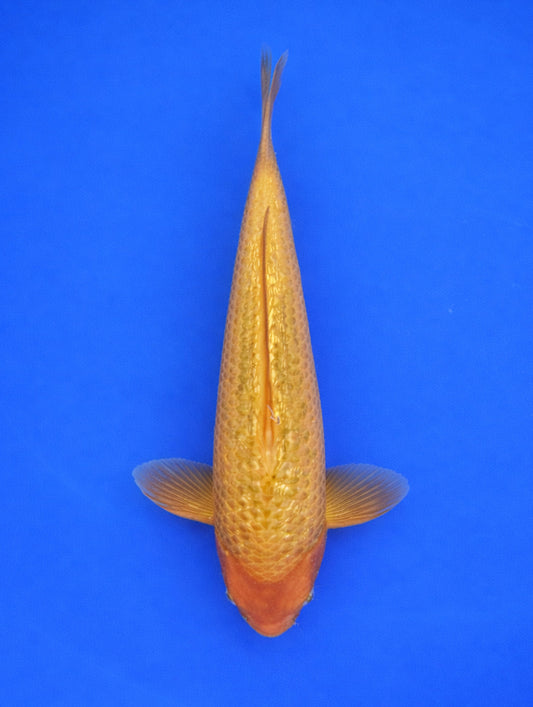 Golden Corn - 30cm