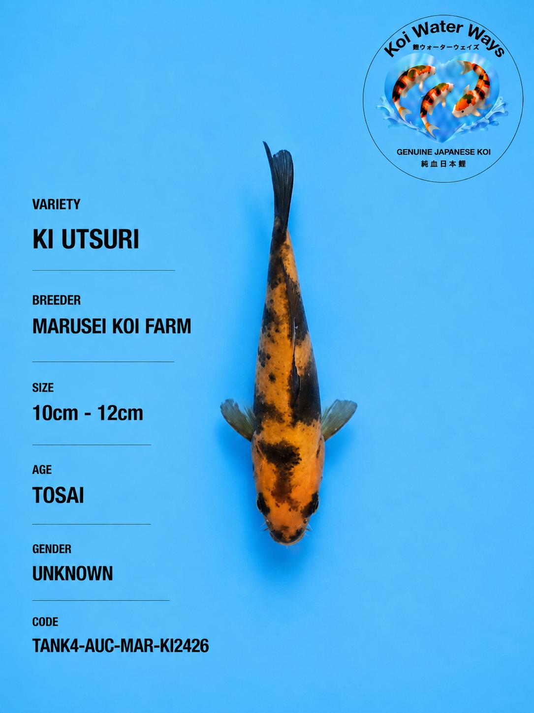 Ki Utsuri 10 to 12cm 7.40 to 7.43