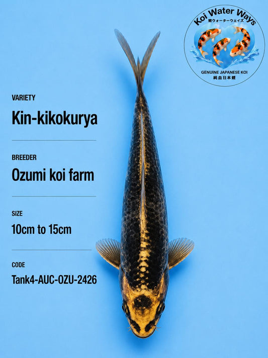Kin Kikokurya 10cm 7.00 to 7.03pm