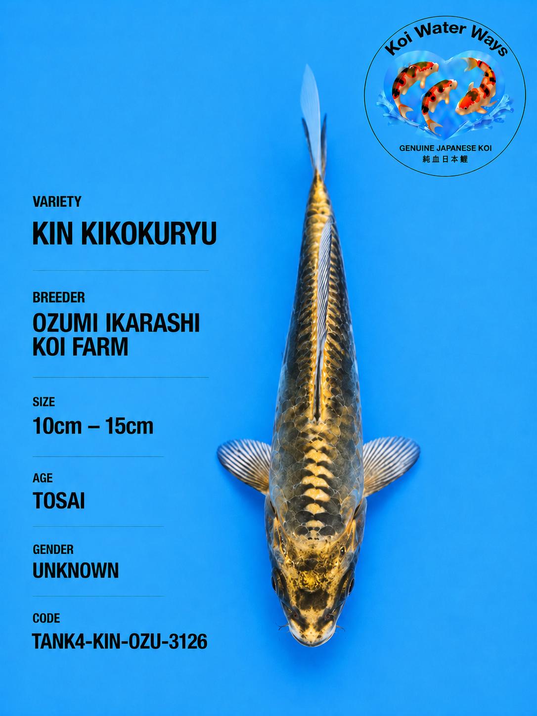 Kin KIKOKURYU 10 to  8.15 to 818pm number 4