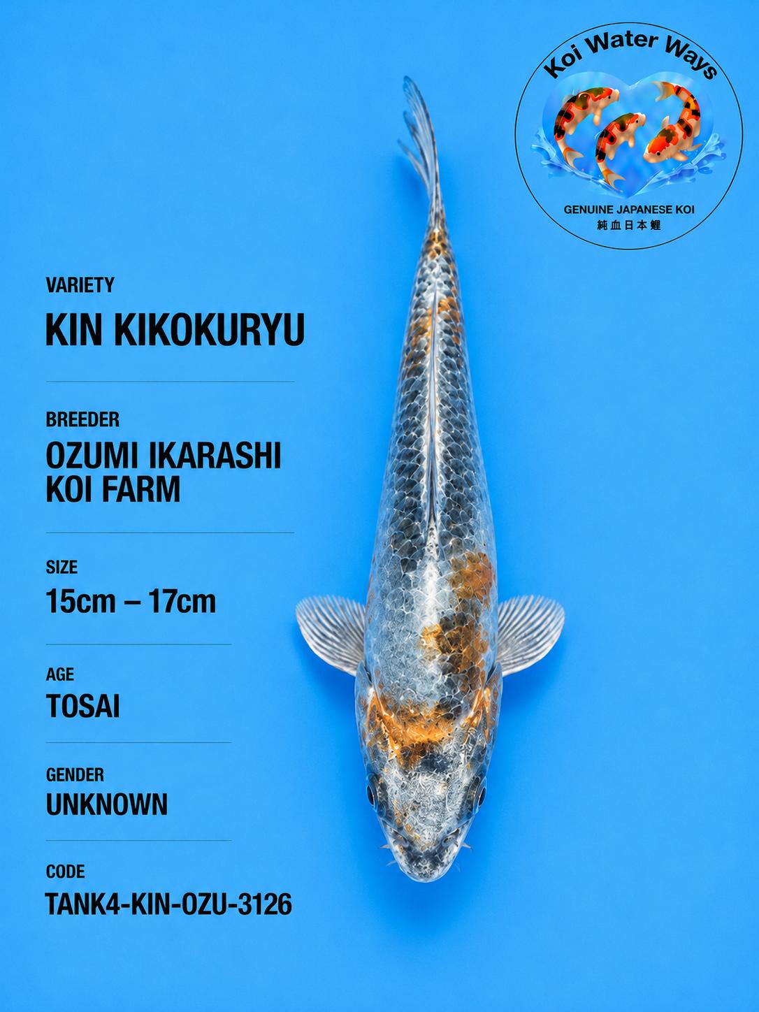 Kin Kikokuryu silver main colour 15 to 17cm Start 7.15 to 7.18pm
