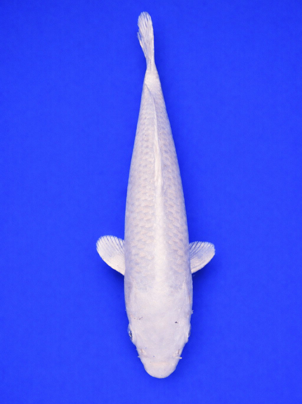 Platinum Ogon Koi