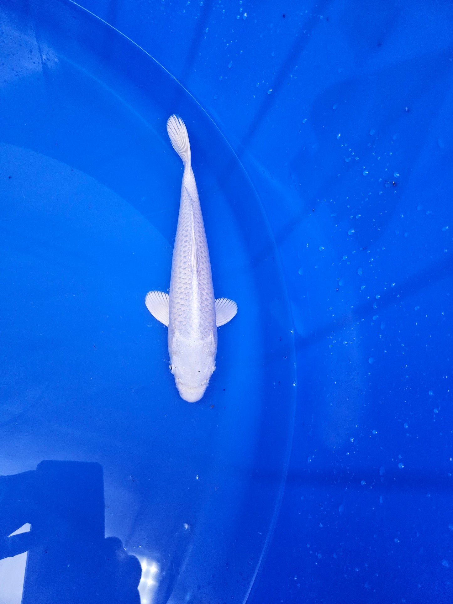 koi fish