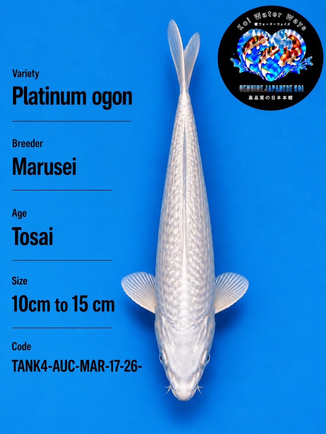 Platinum Ogon 10 to 15cm starts 7pm start first