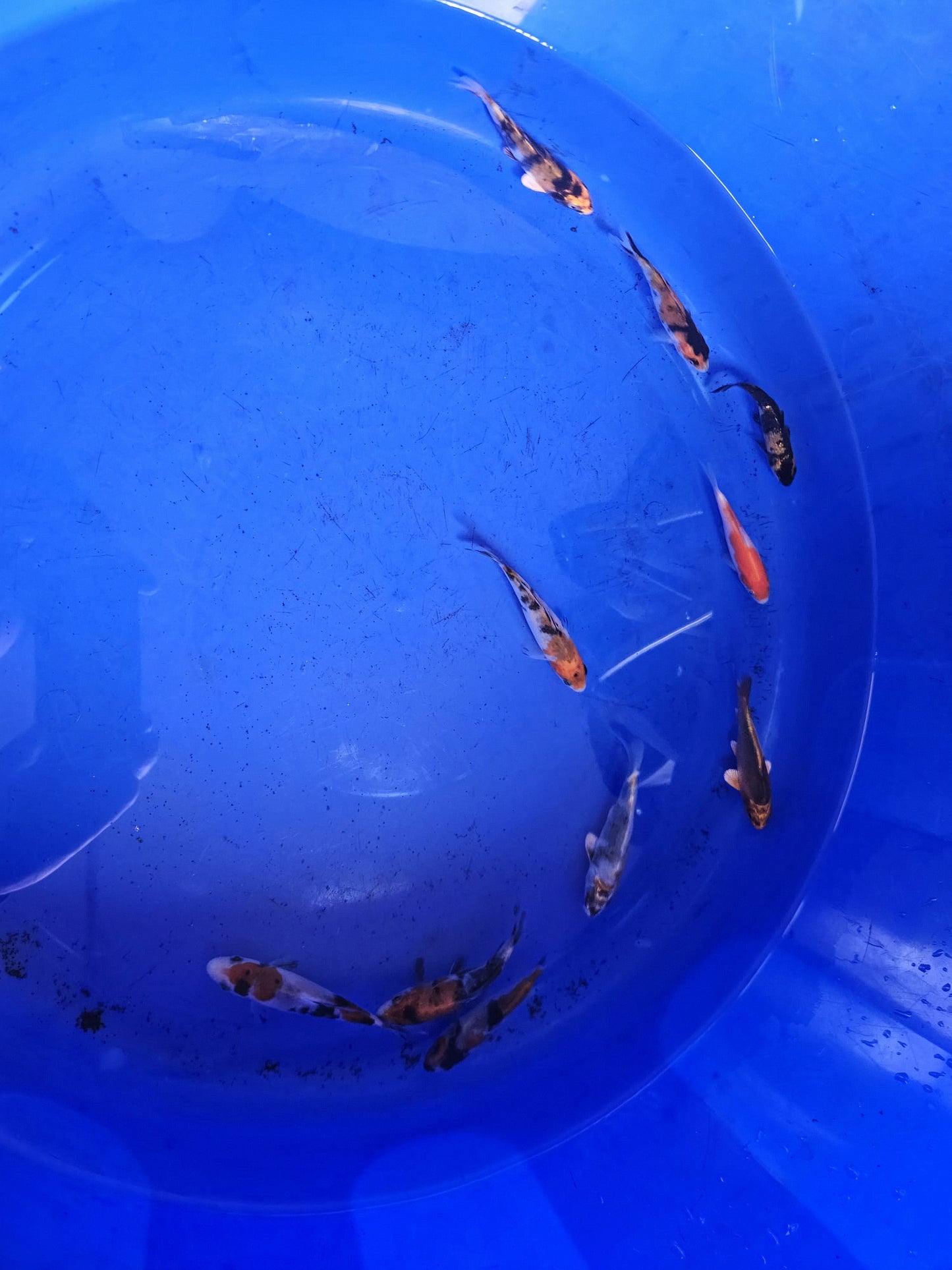 Selection of Koi Tosai 10CM all from Japan.