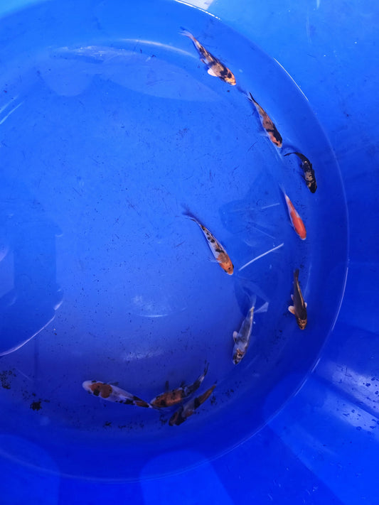Selection of Koi Tosai 10CM all from Japan.