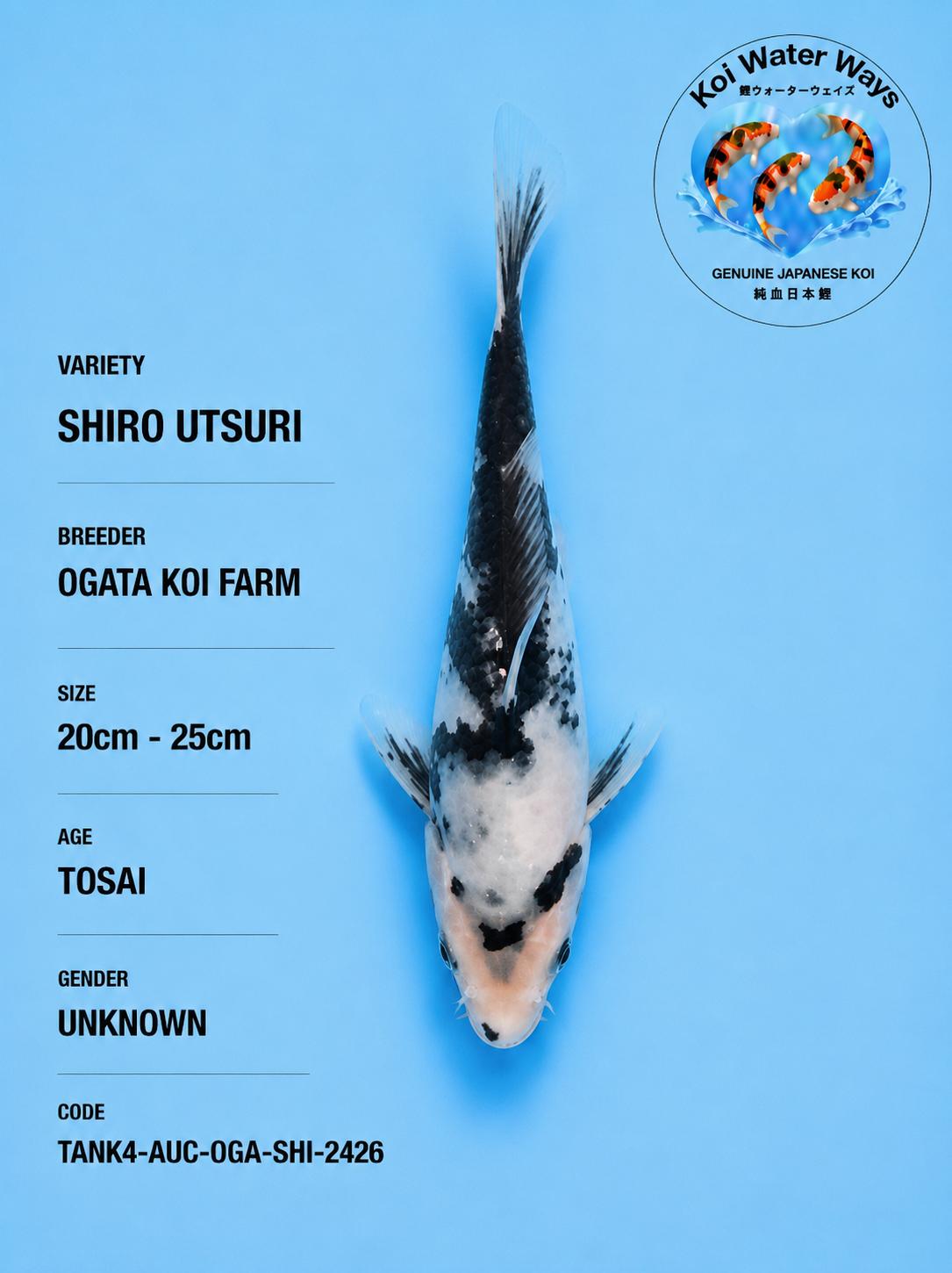 Shiro Utsuri 20cm to 25cm 7.20pm to 7.23pm