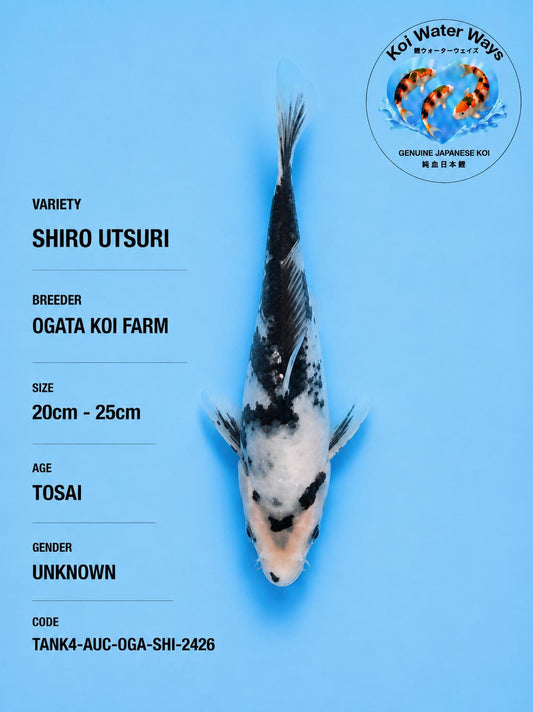 Shiro Utsuri 20cm to 25cm 7.20pm to 7.23pm