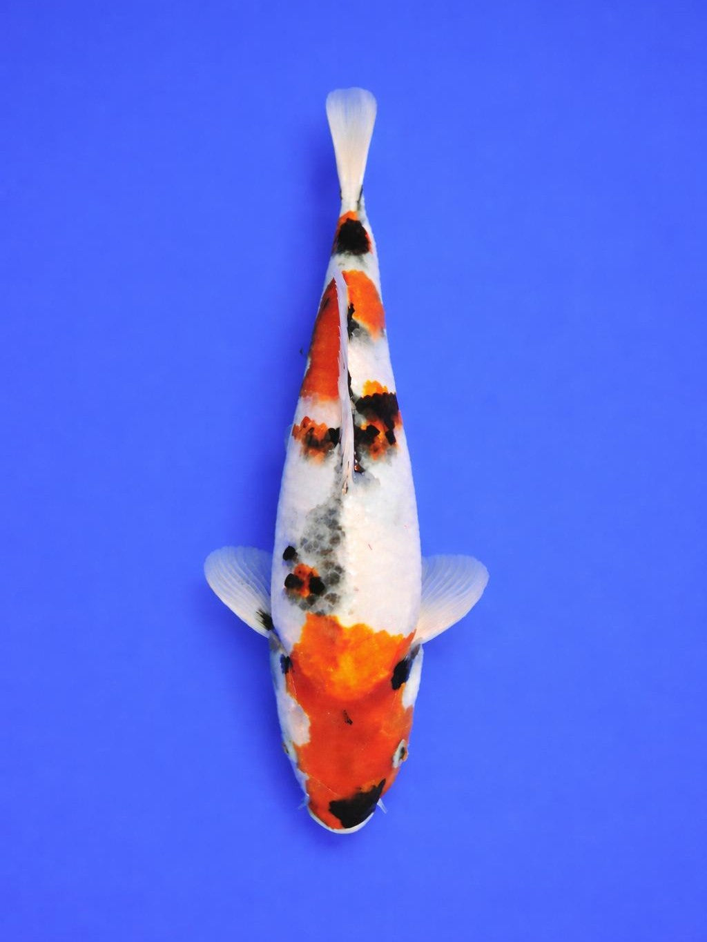 Showa Koi from Japan Tanaka koi Farm