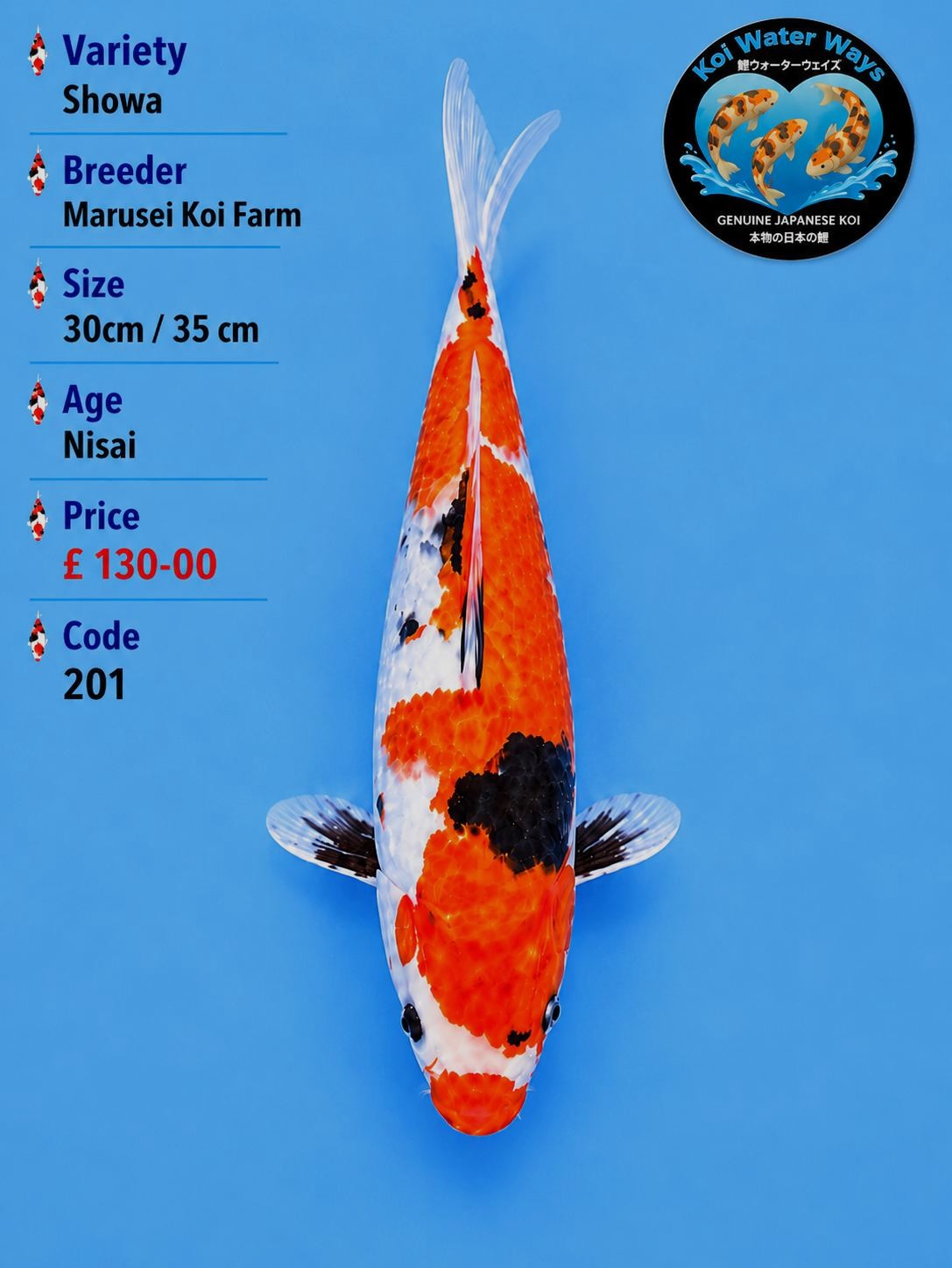 Showa 30 to 35cm