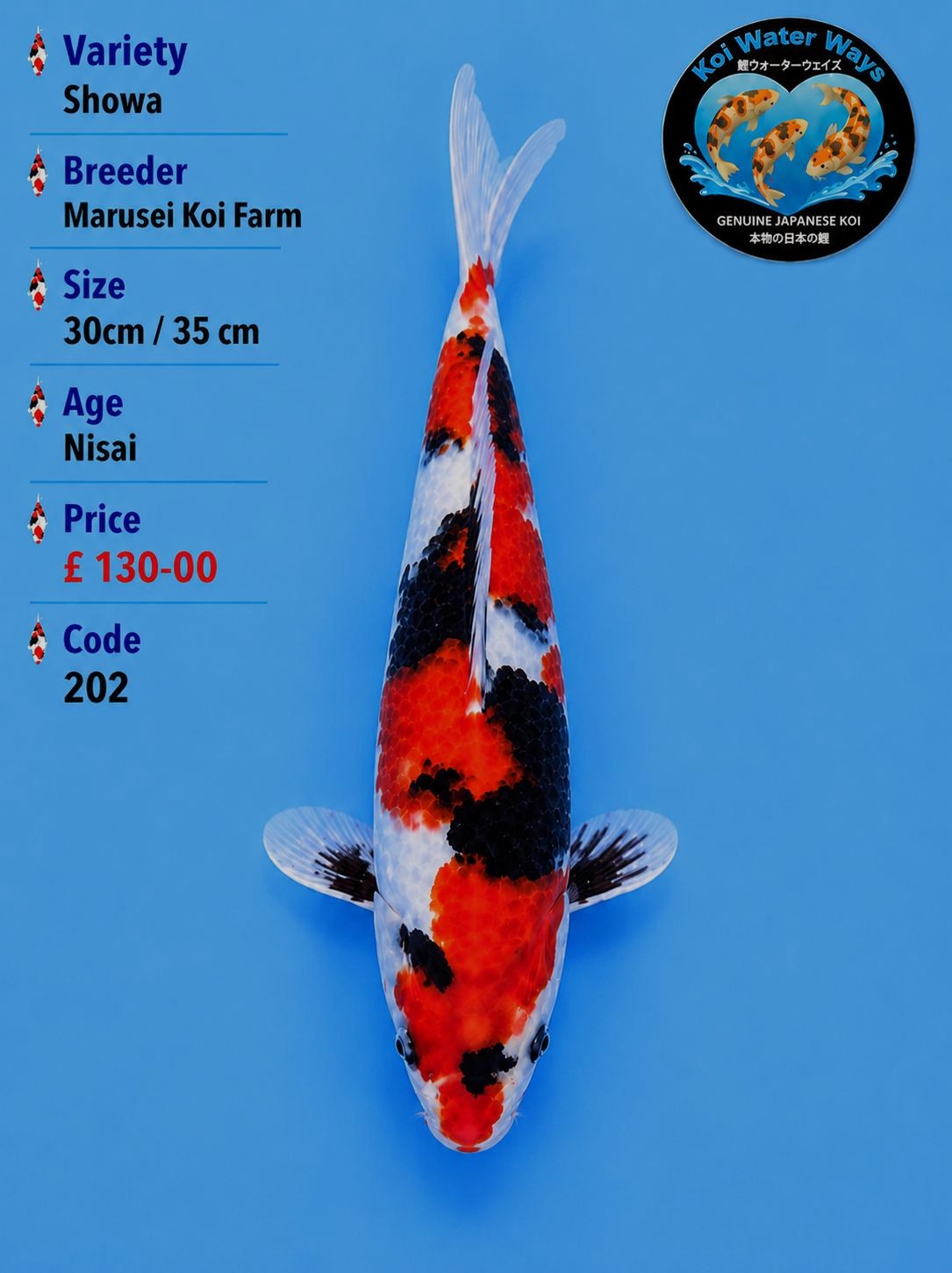 Showa 30to 35cm